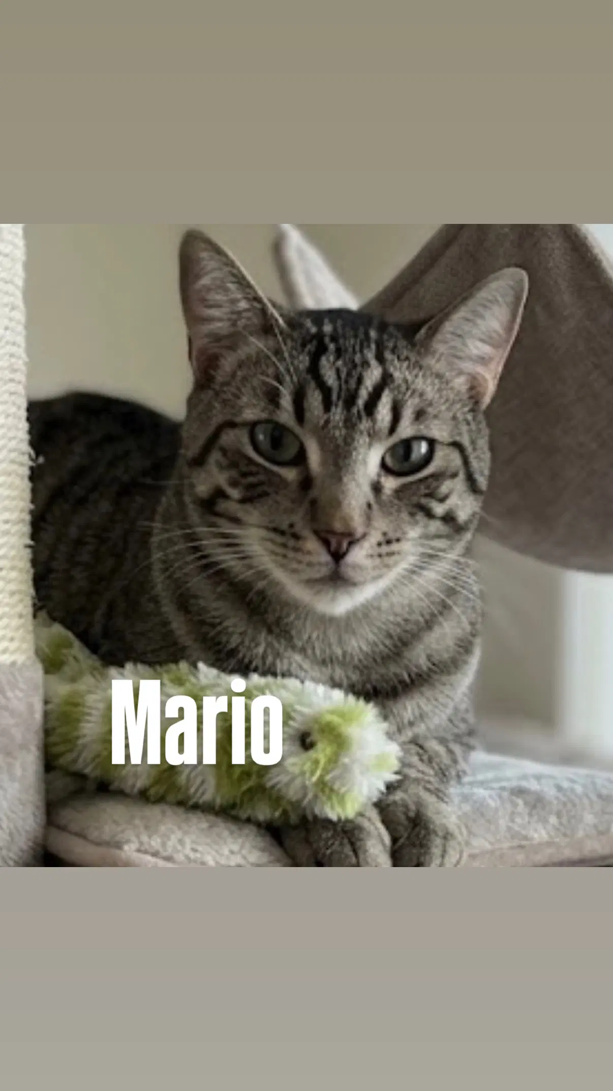 Mario image 2