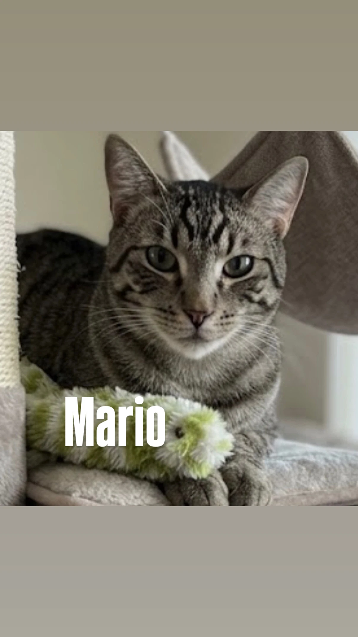 Mario