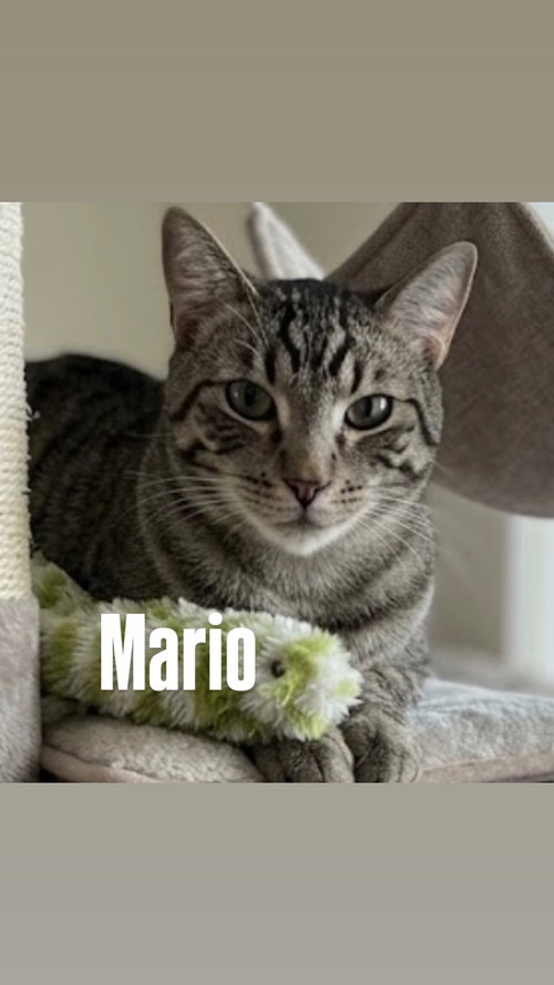 Mario (Super Mario), a cat for adoption from Rescuing Animals in Need