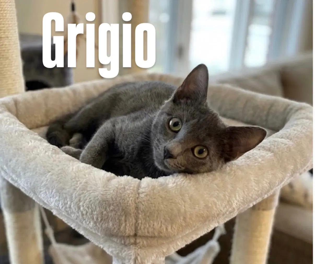 Grigio - Domestic Short Hair
