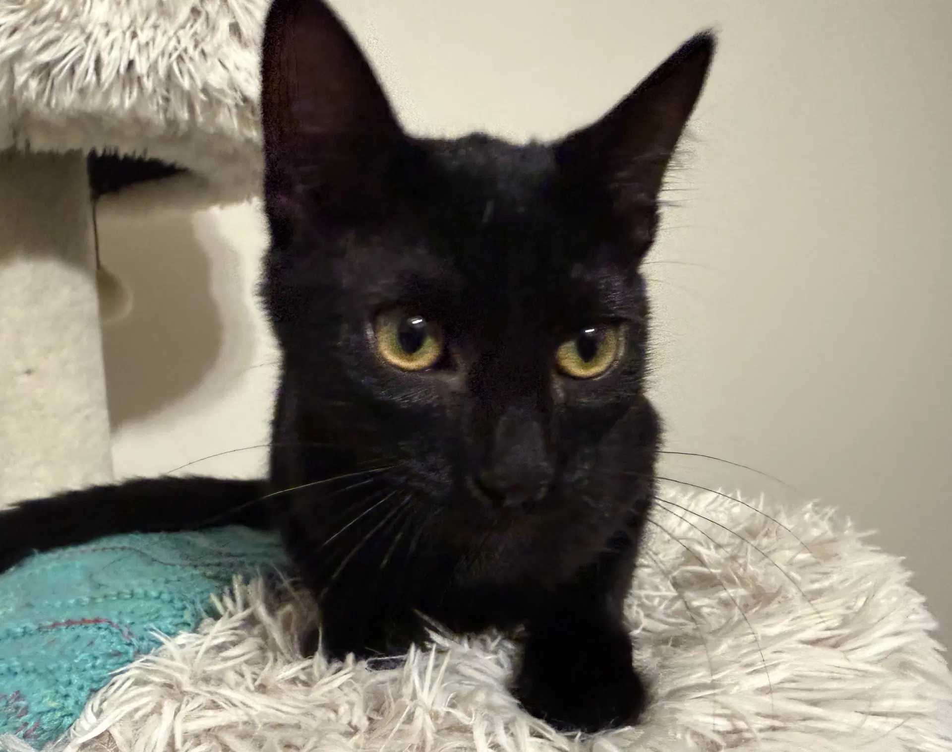 Mia - Domestic Short Hair