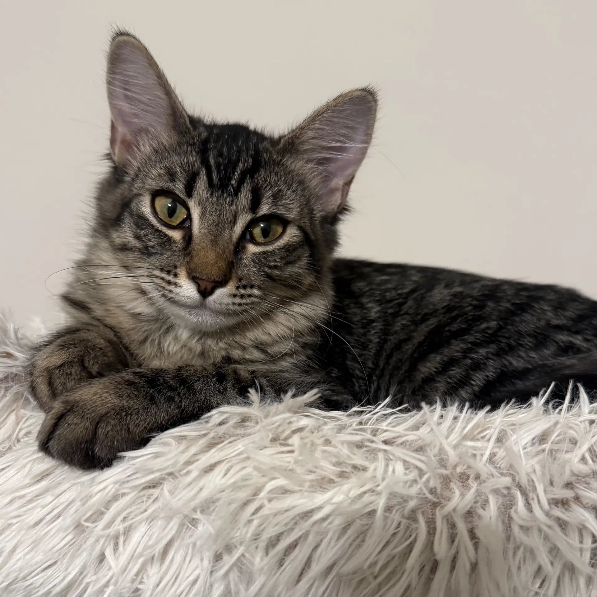 Loki - Domestic Short Hair