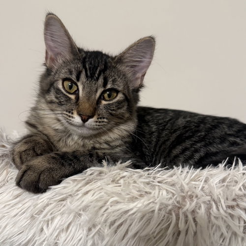 Photo 2 of Loki