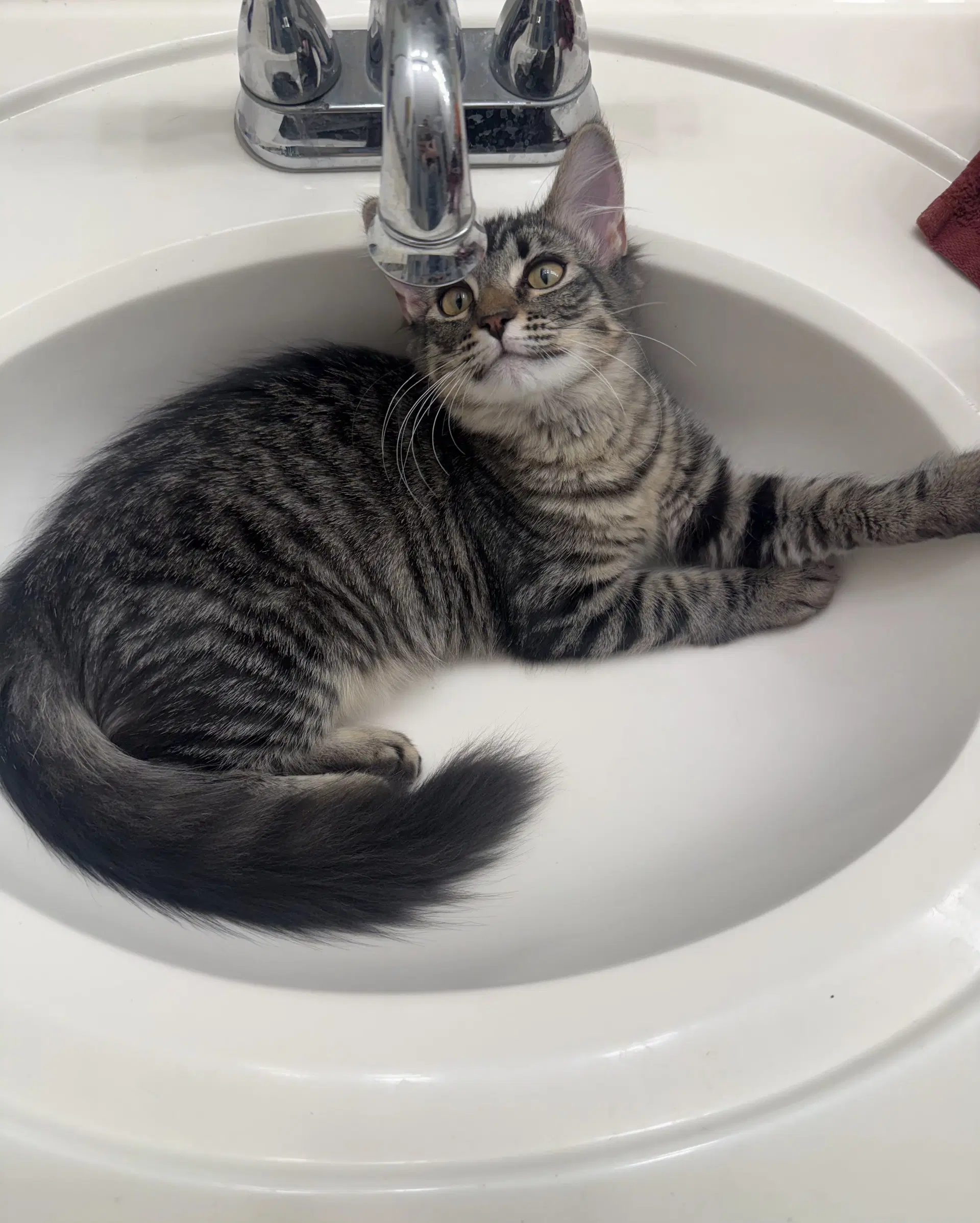 Loki image 2
