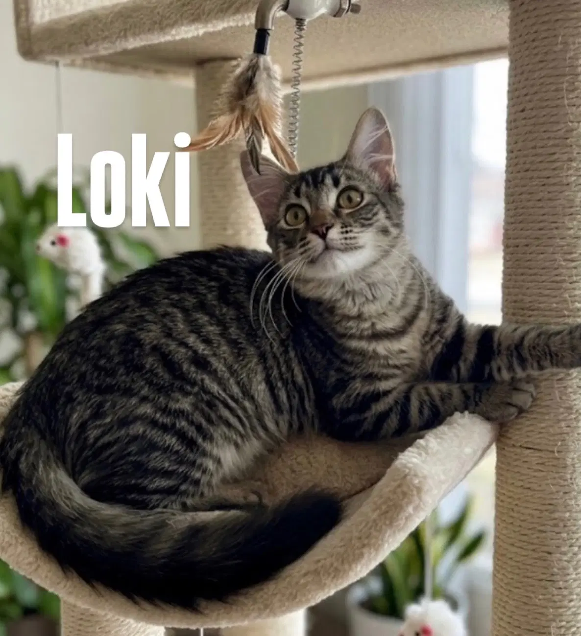 Loki image 3