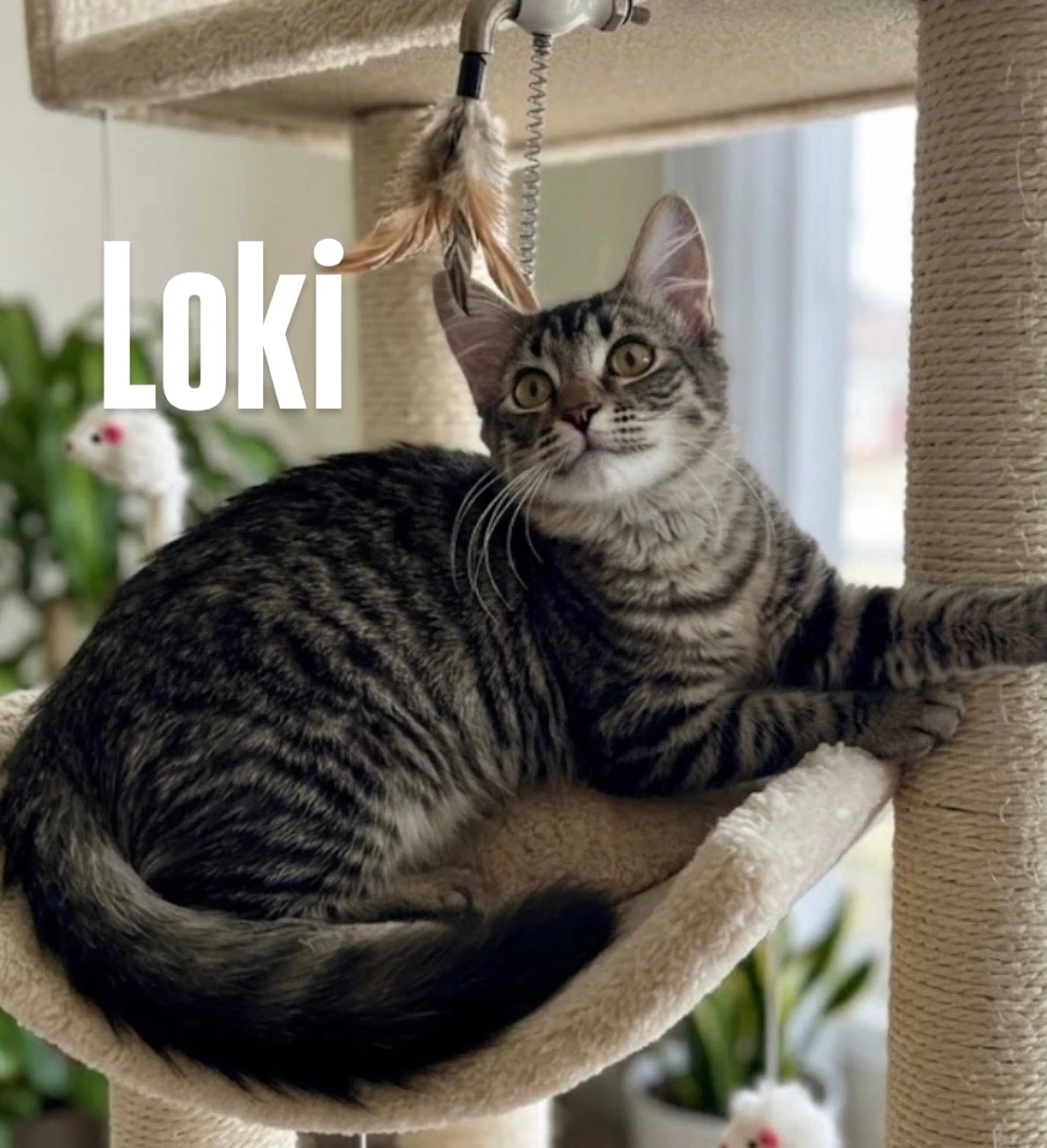 Loki
