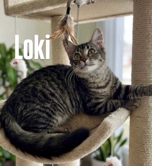Loki, a cat for adoption from Rescuing Animals in Need