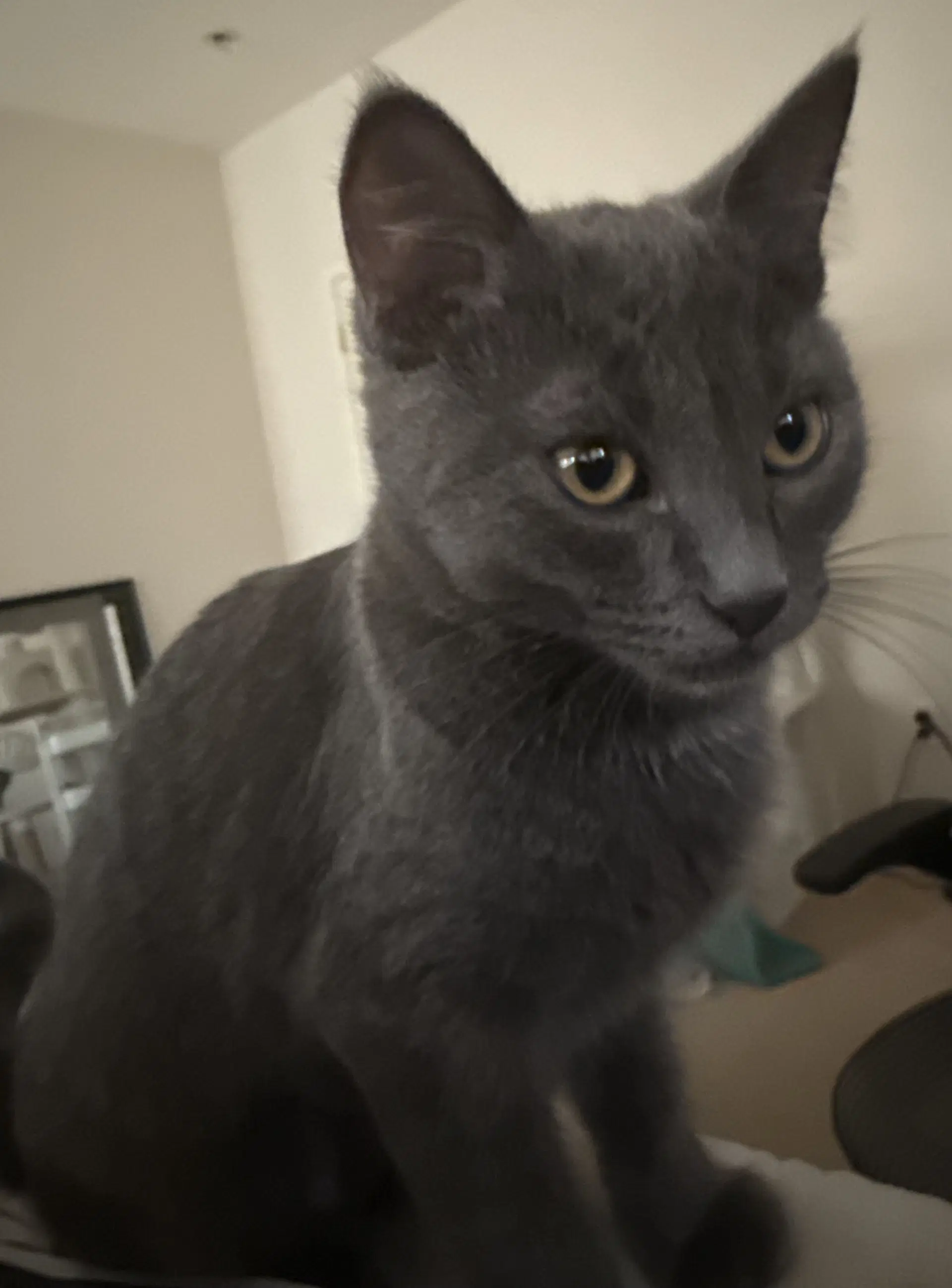 Tom image 1