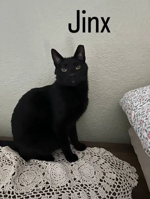 Jinx image 2