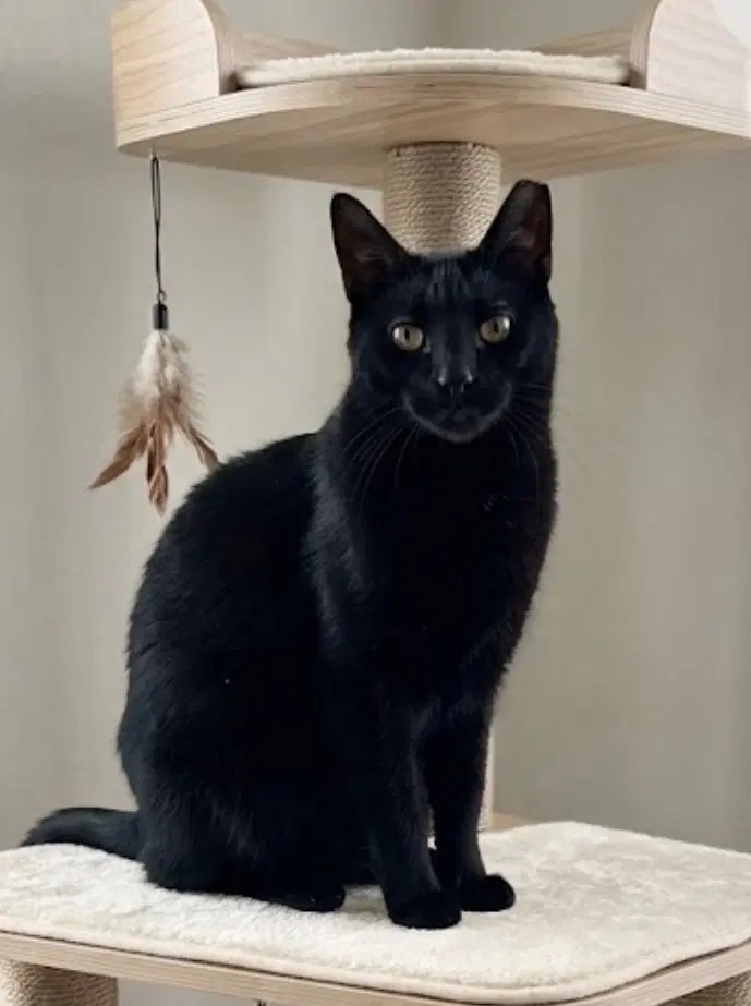 Jinx - Domestic Short Hair