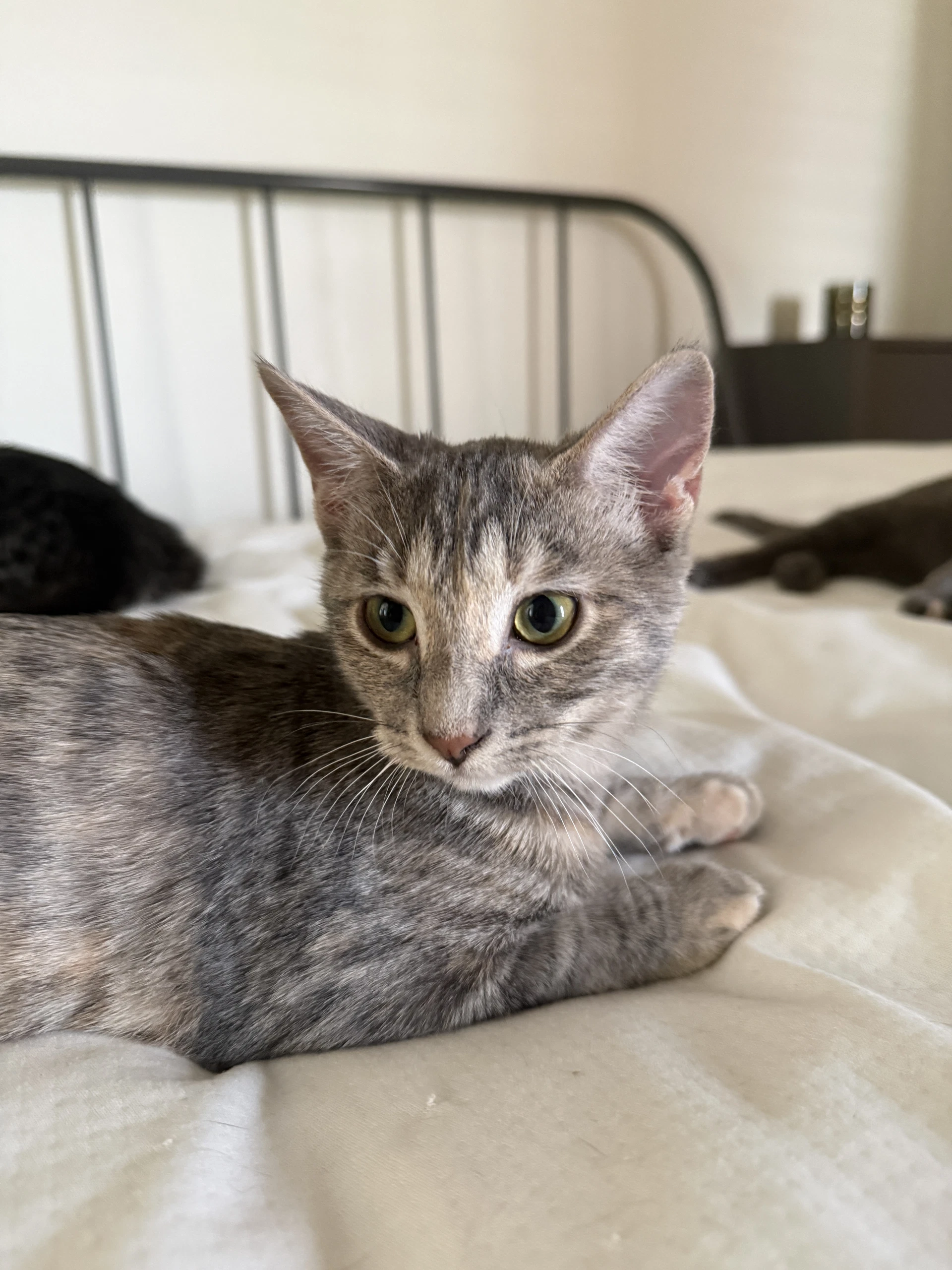 Kissa Bonded To Minou