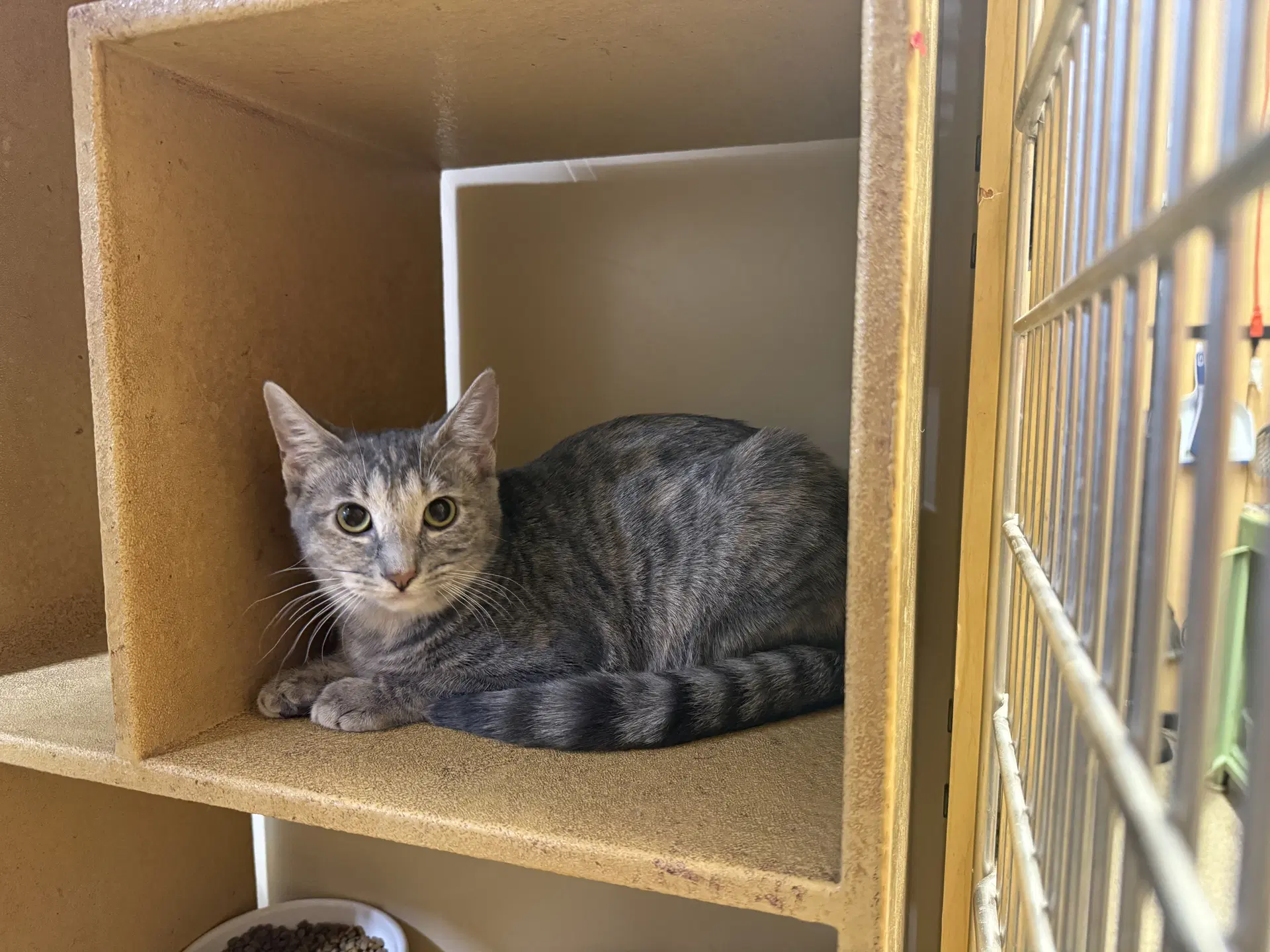 Kissa Bonded To Minou image 2