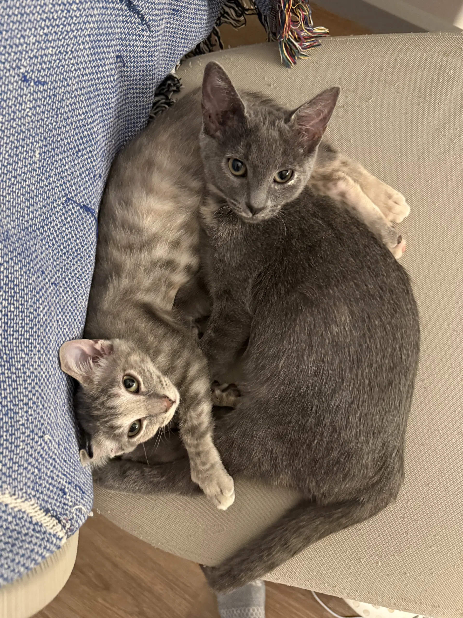 Kissa Bonded To Minou image 3
