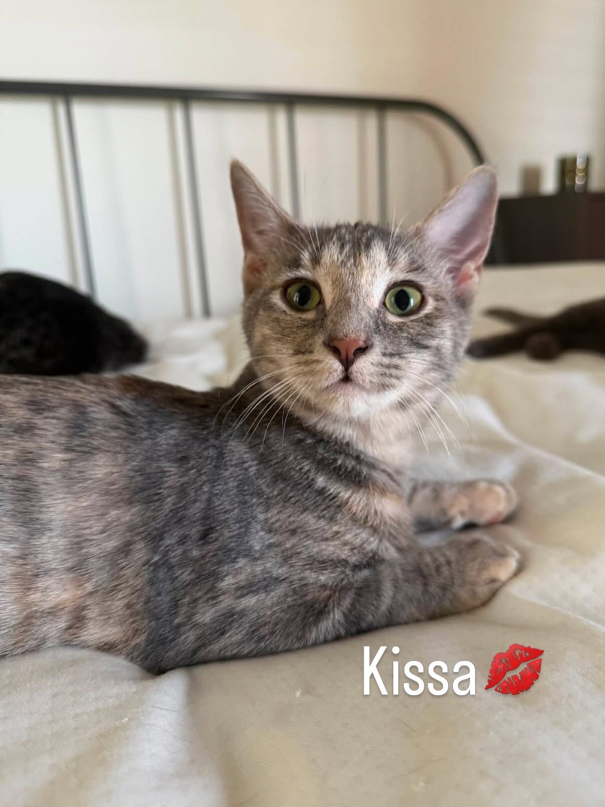 Kissa (bonded to Minou), photo 4