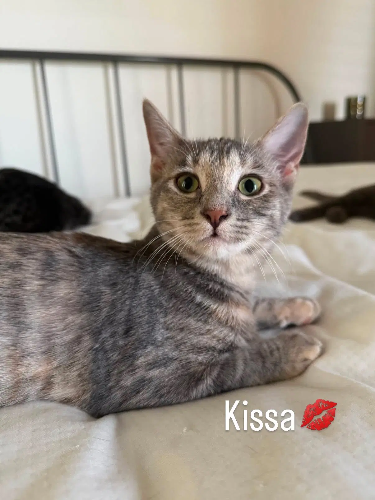 Kissa Bonded To Minou image 2