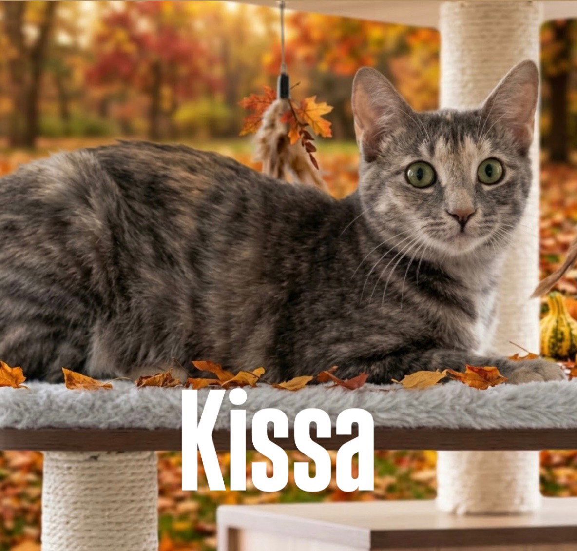 Kissa (bonded to Minou)