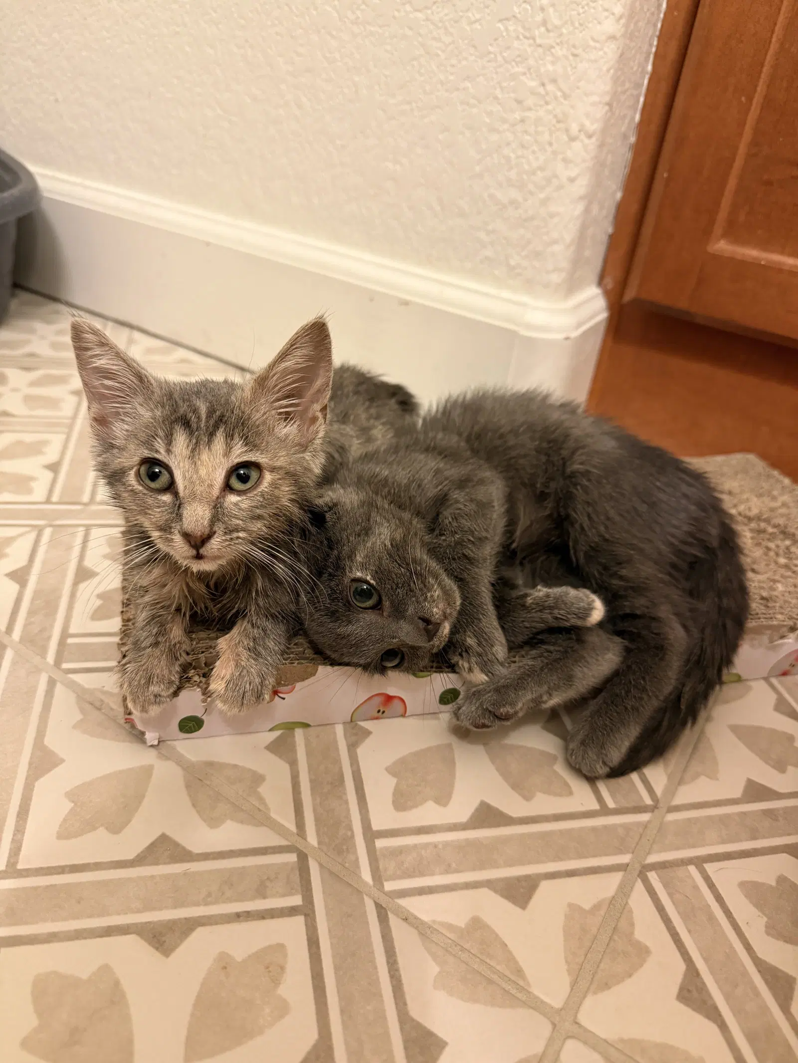 Minou Bonded To Kissa image 3