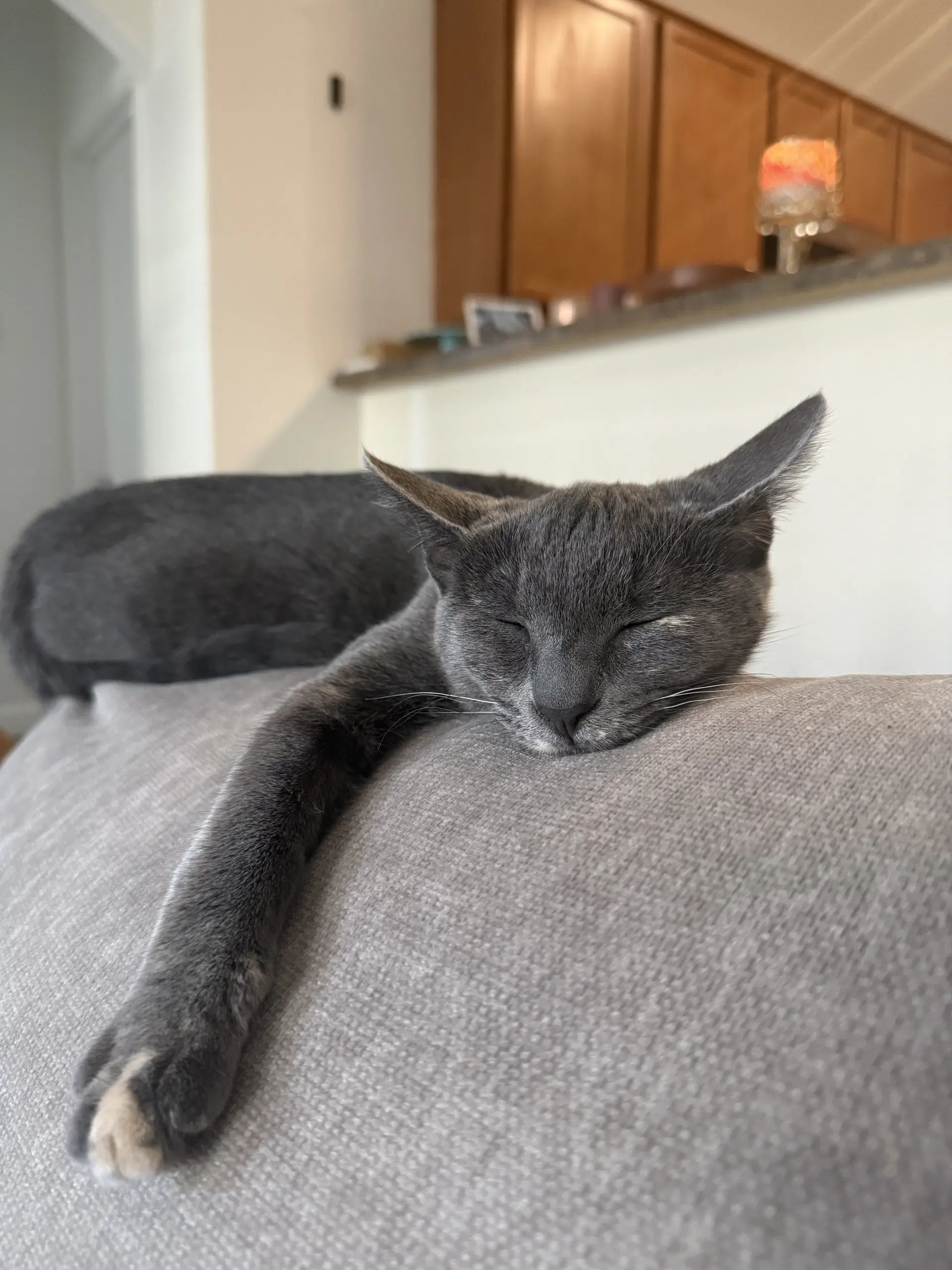 Minou Bonded To Kissa - Domestic Short Hair