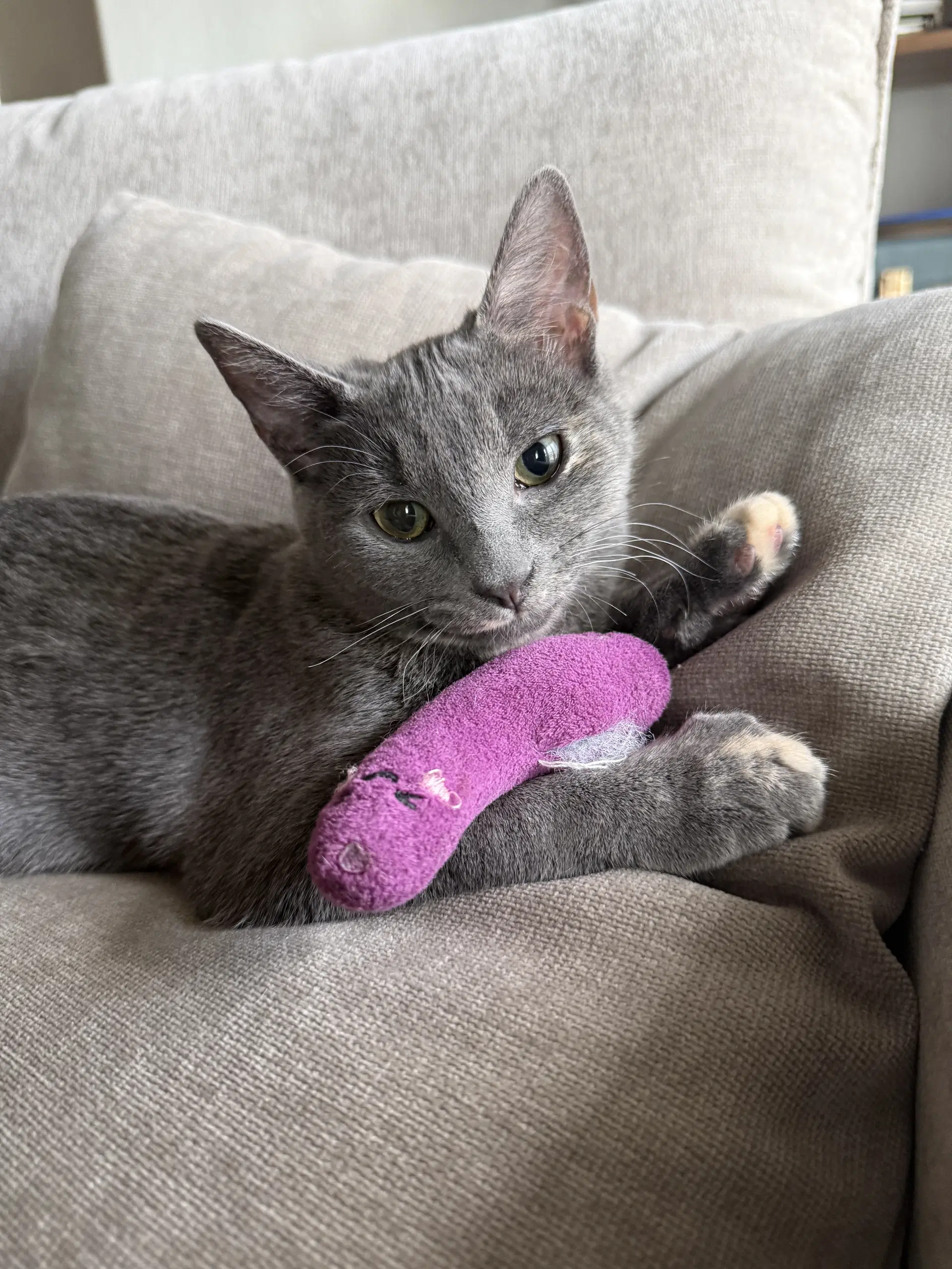 Minou Bonded To Kissa image 2