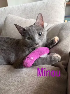 Minou Bonded To Kissa image 2