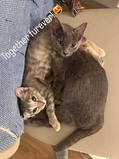 Minou Bonded To Kissa image 3