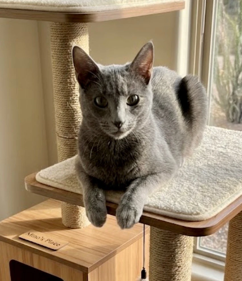 Minou Bonded To Kissa