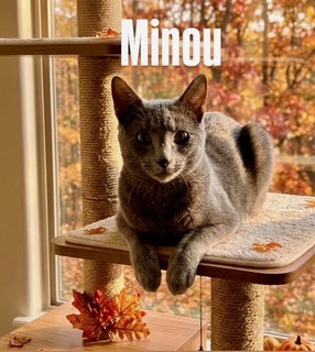 Minou (bonded to Kissa)