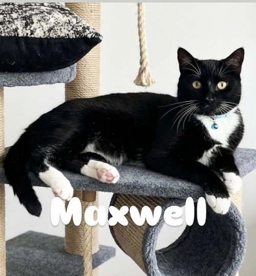 Maxwell, a cat for adoption from Rescuing Animals in Need