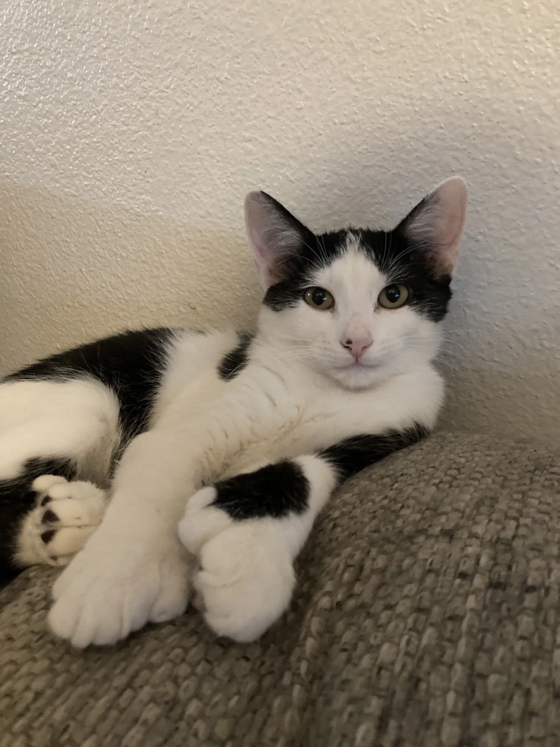Oscar - Extra-Toes Cat (Hemingway Polydactyl)