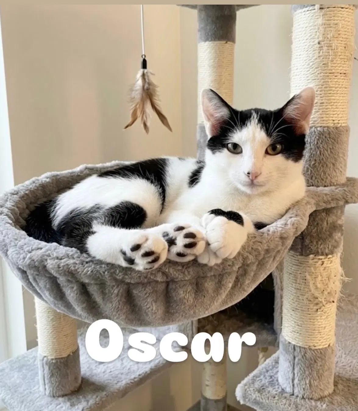 Oscar - Extra-Toes Cat (Hemingway Polydactyl)