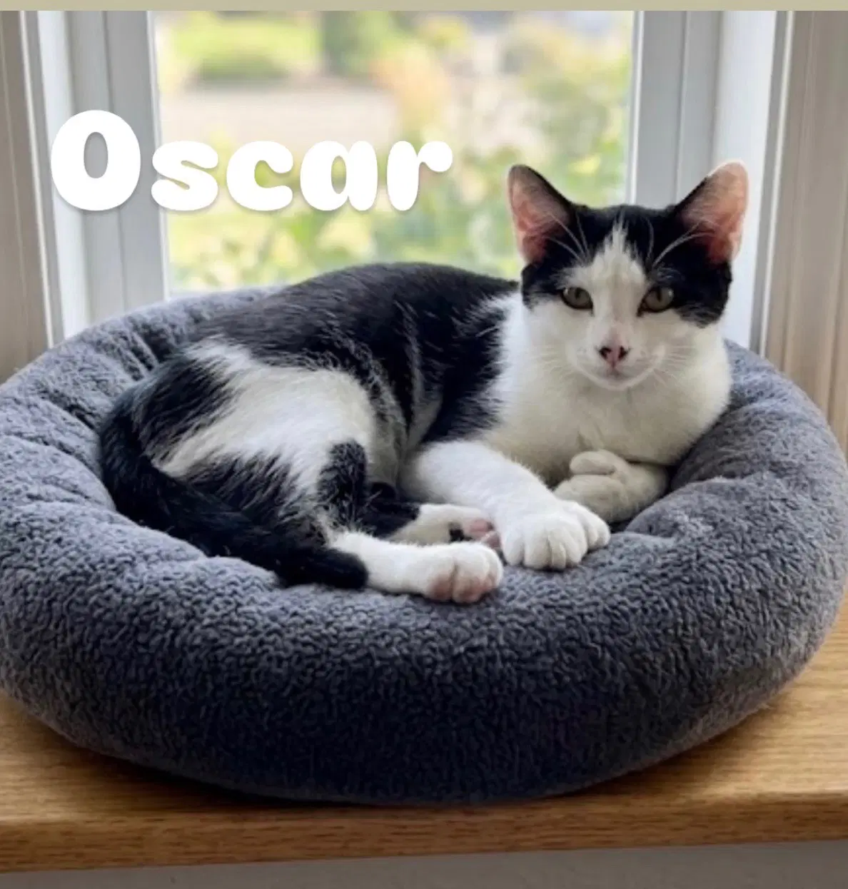 Oscar image 3
