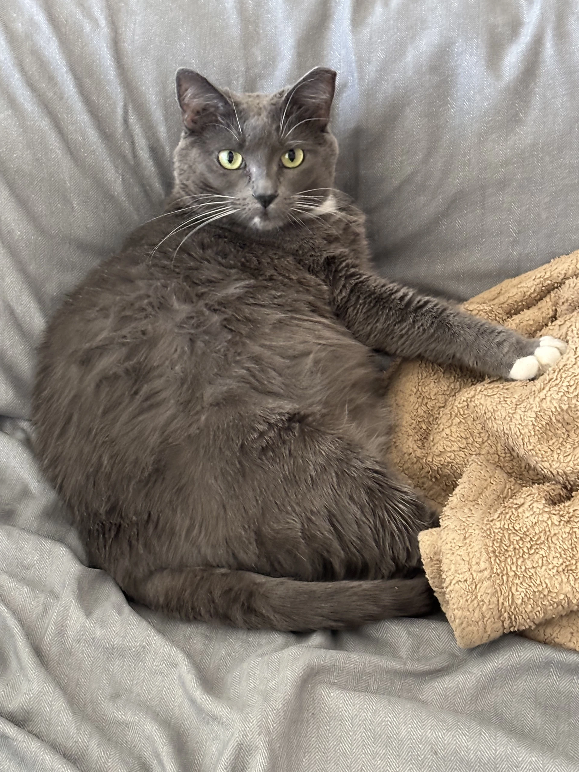 Mia