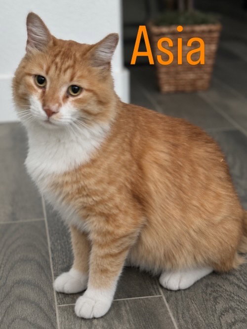 Photo 2 of Asia
