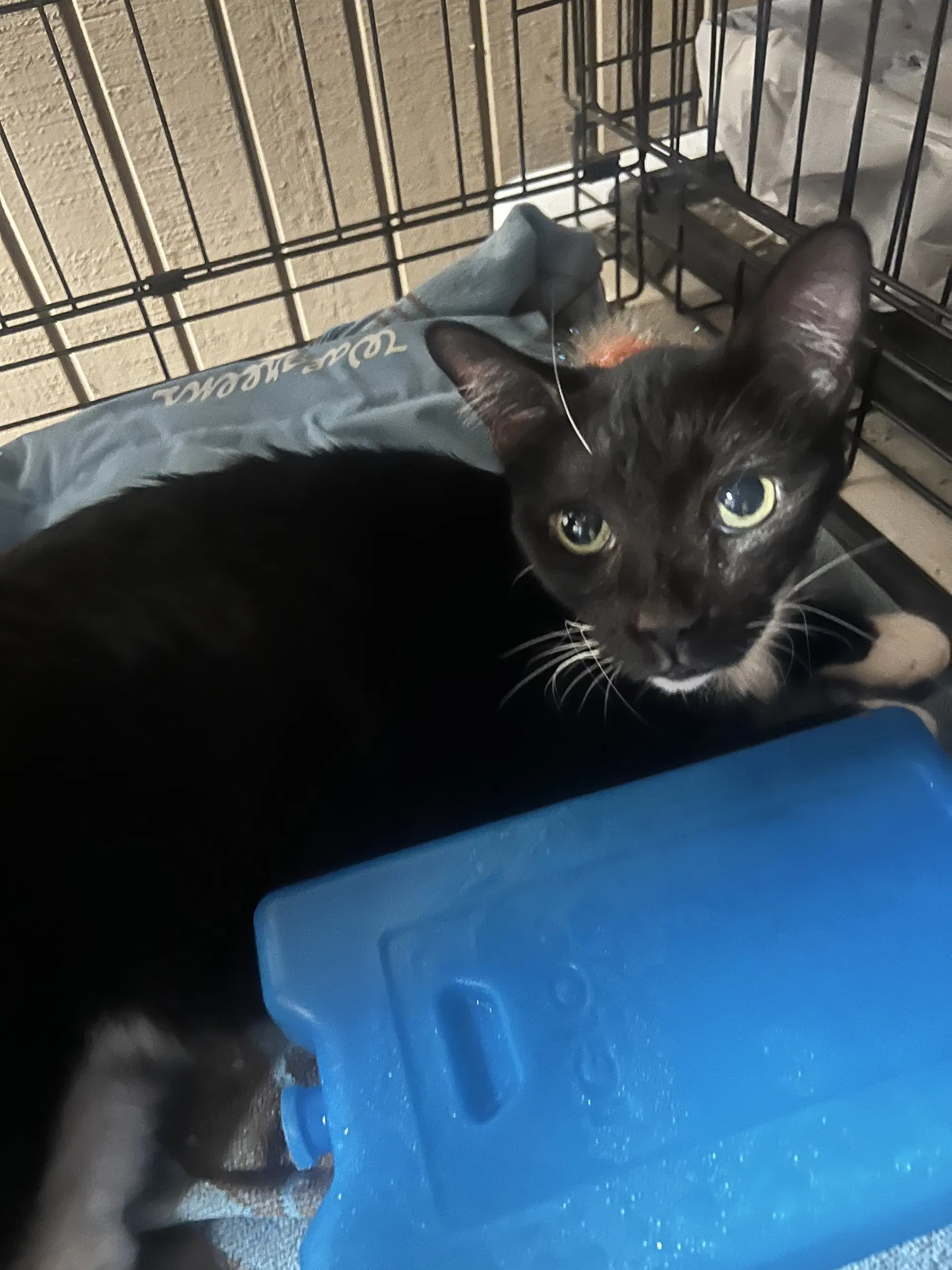 Randi - Domestic Short Hair