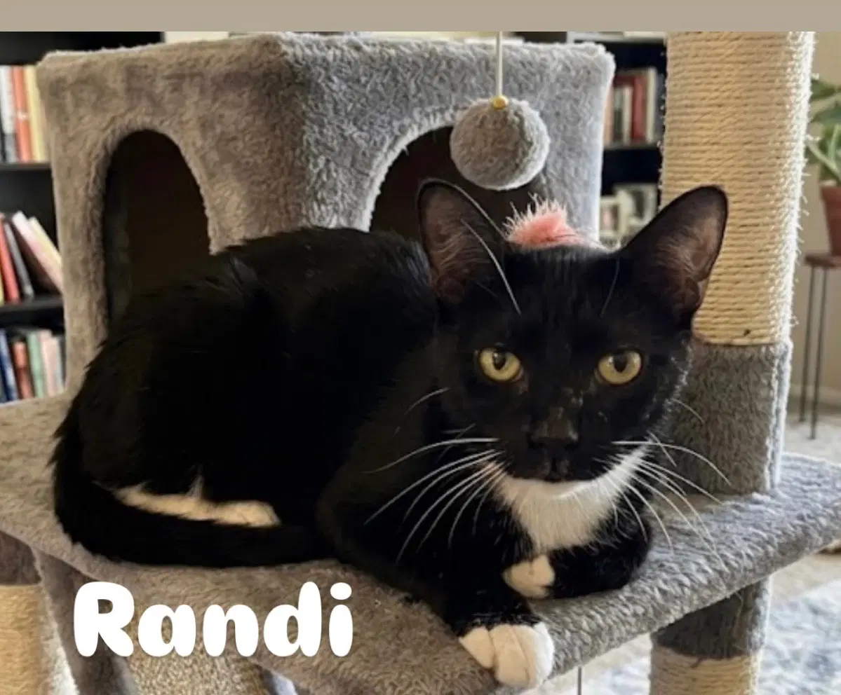 Randi - Domestic Short Hair