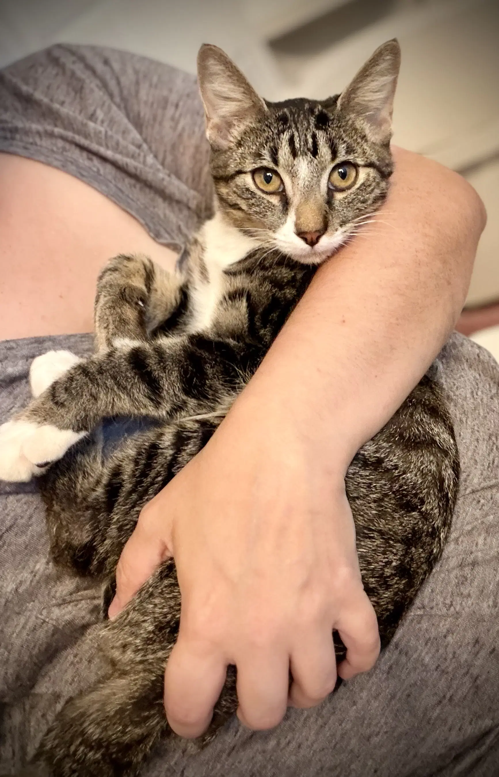 Peaches - Domestic Short Hair