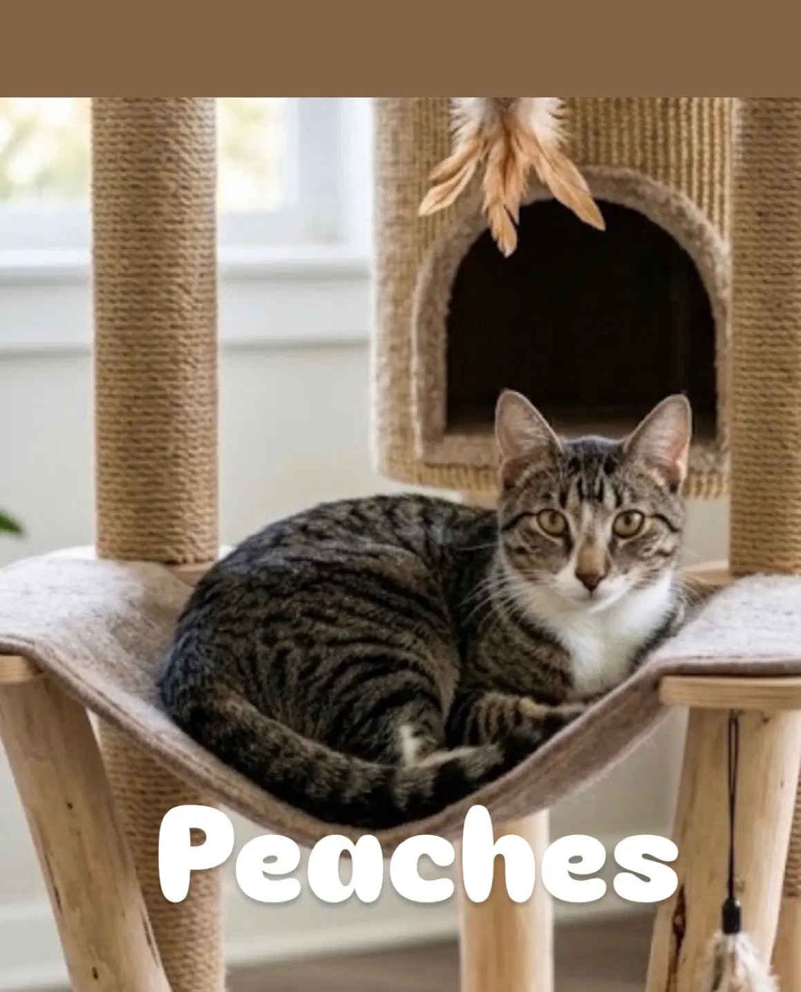 Peaches - Domestic Short Hair