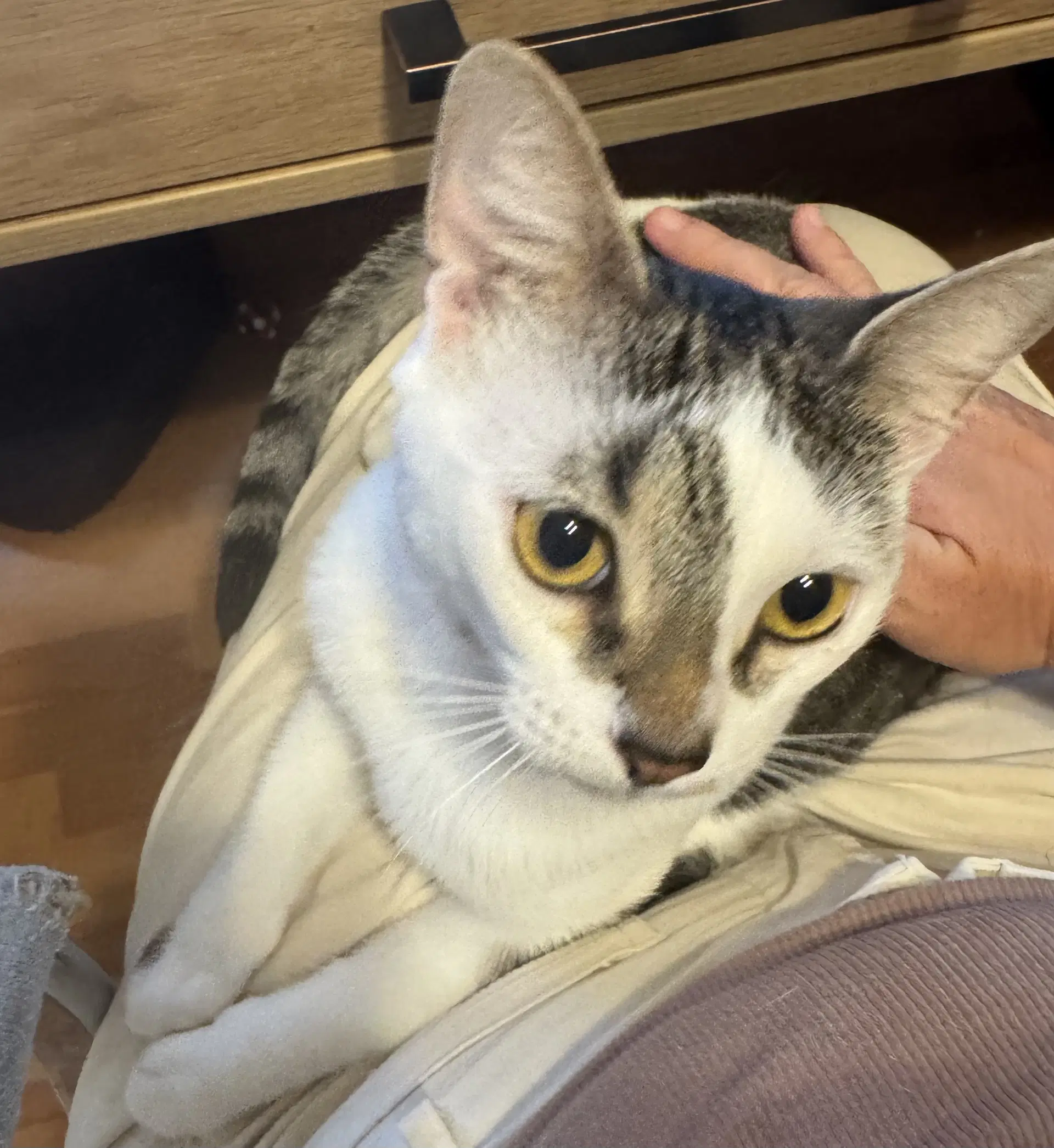 Kahlua - Domestic Short Hair