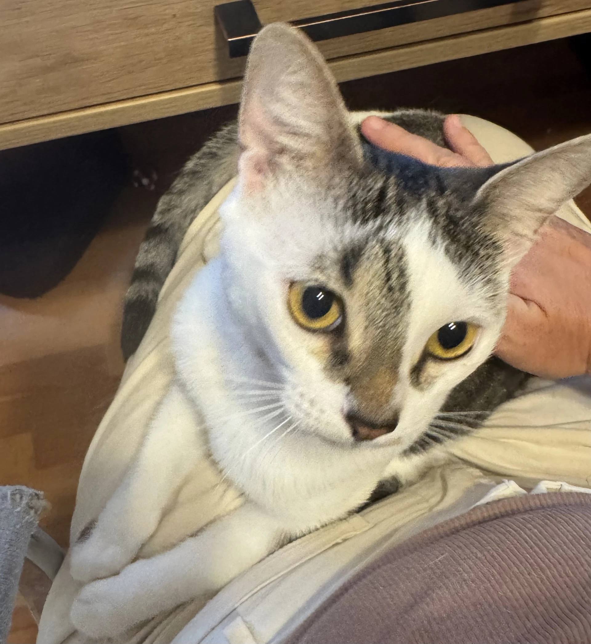 Kahlua