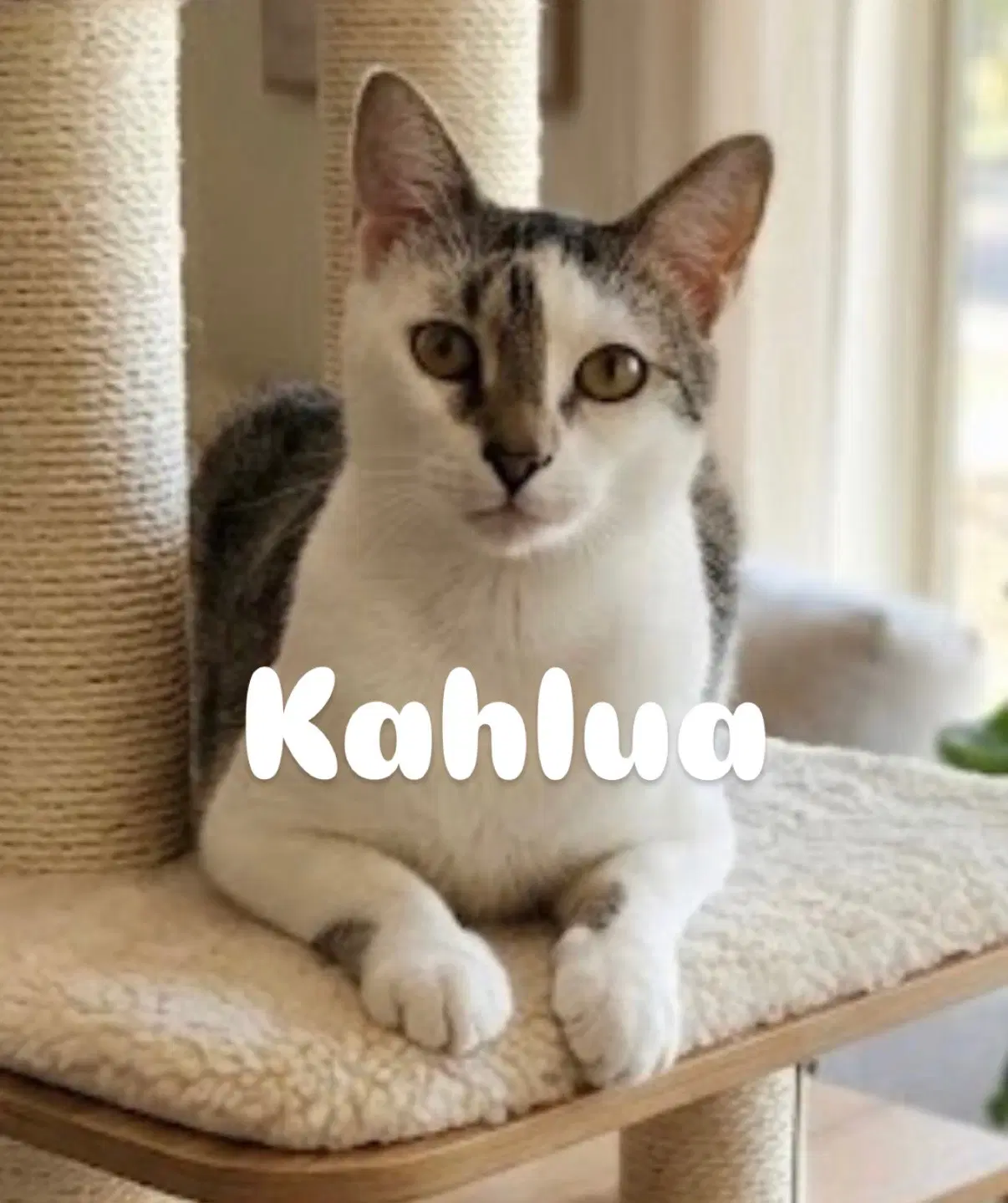 Kahlua - Domestic Short Hair