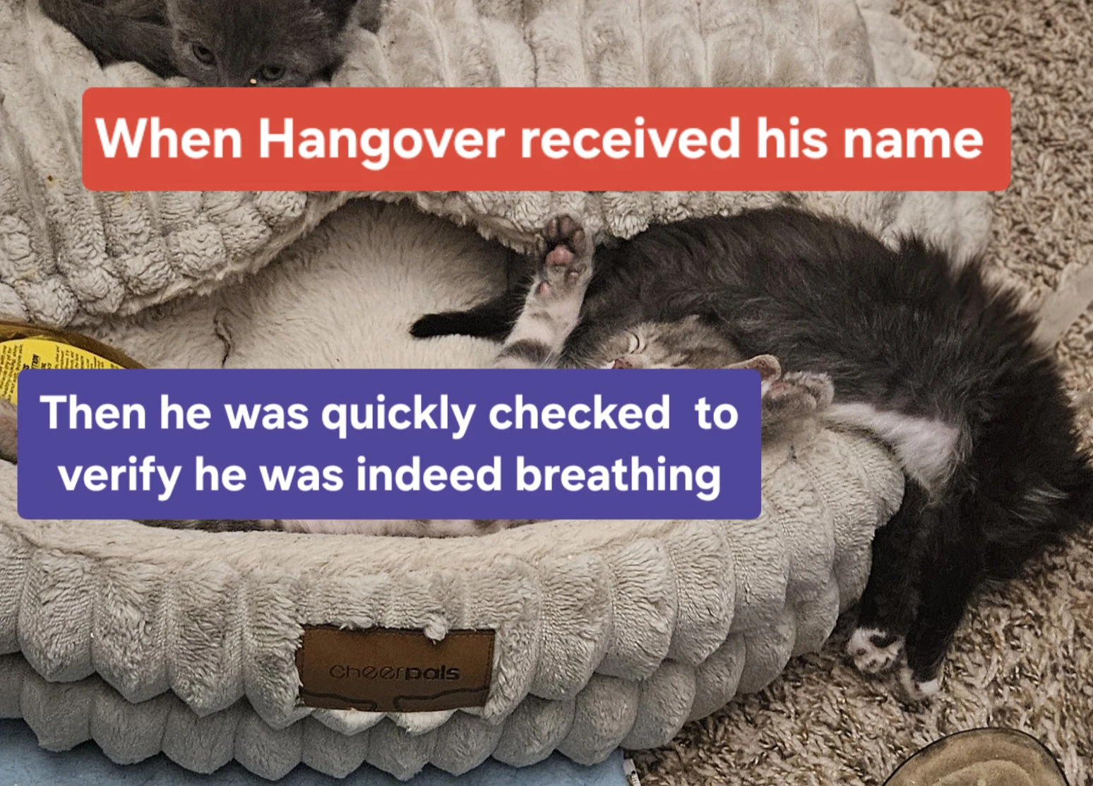 Hangover