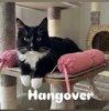 Hangover — Chandler, AZ Adoption