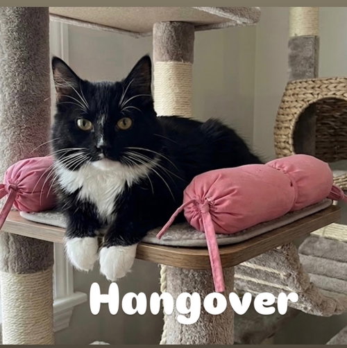 Photo 2 of Hangover