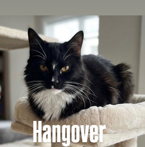 Hangover, a cat for adoption from Rescuing Animals in Need