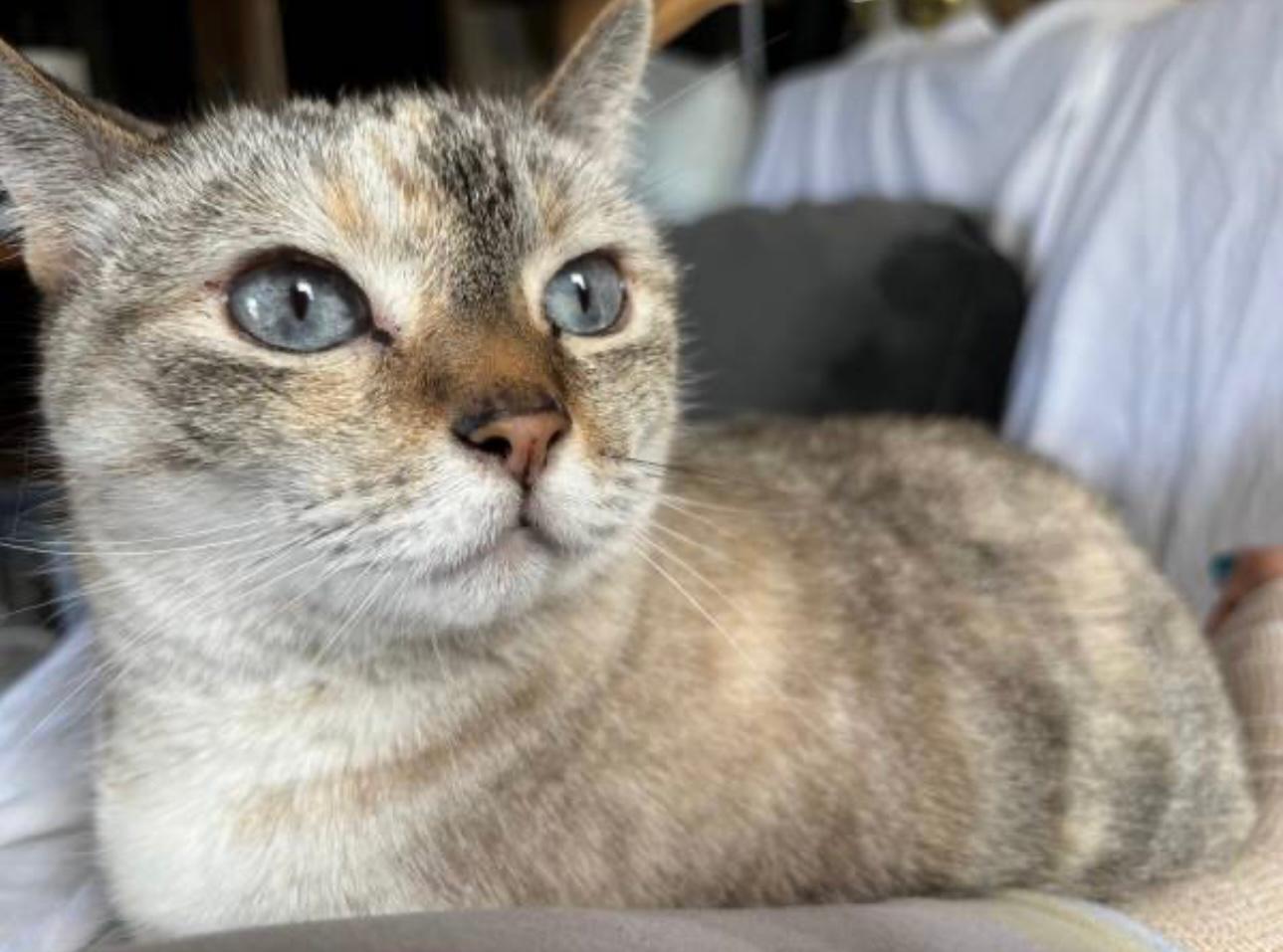 Pixel