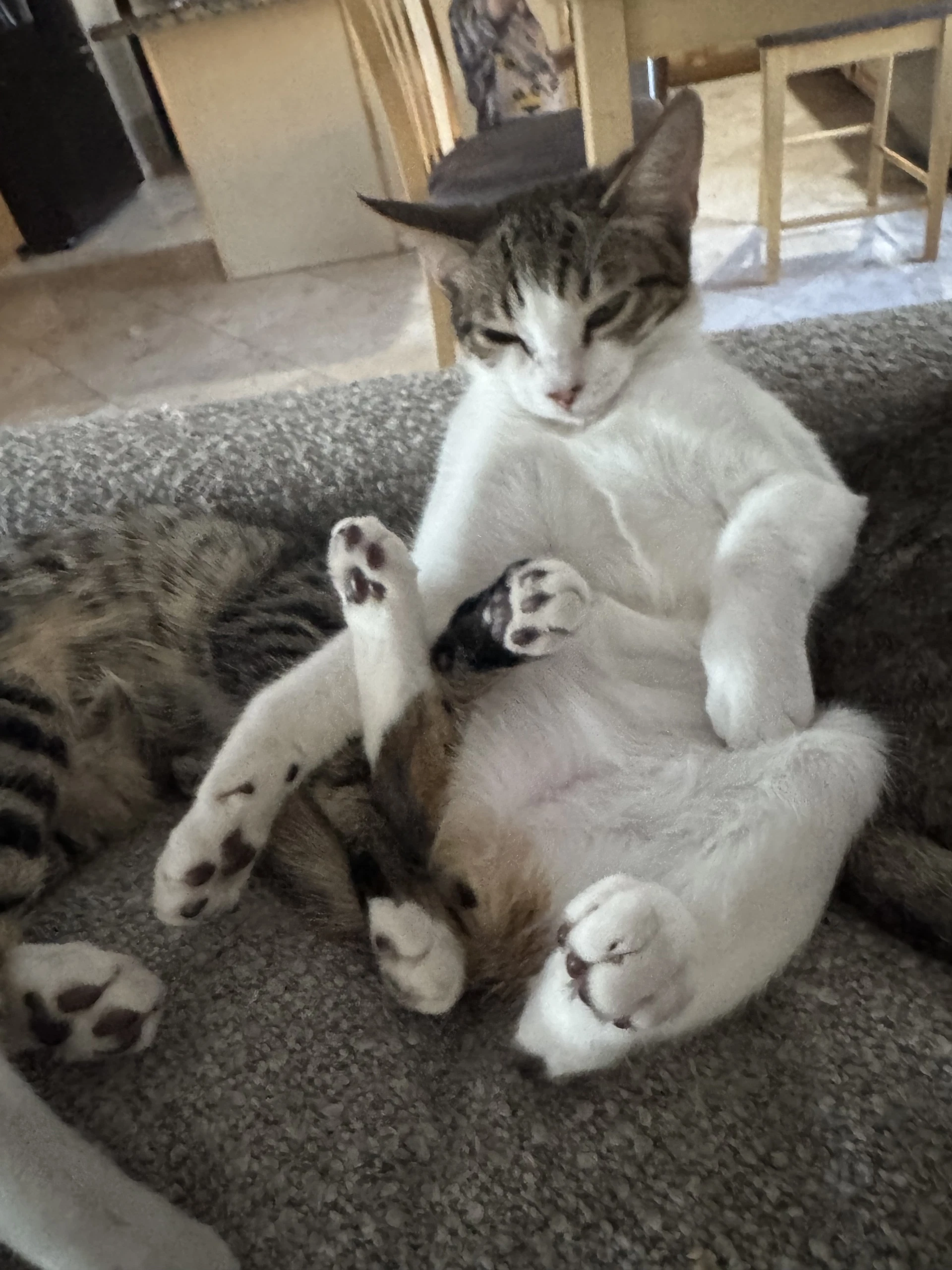 Jellybean