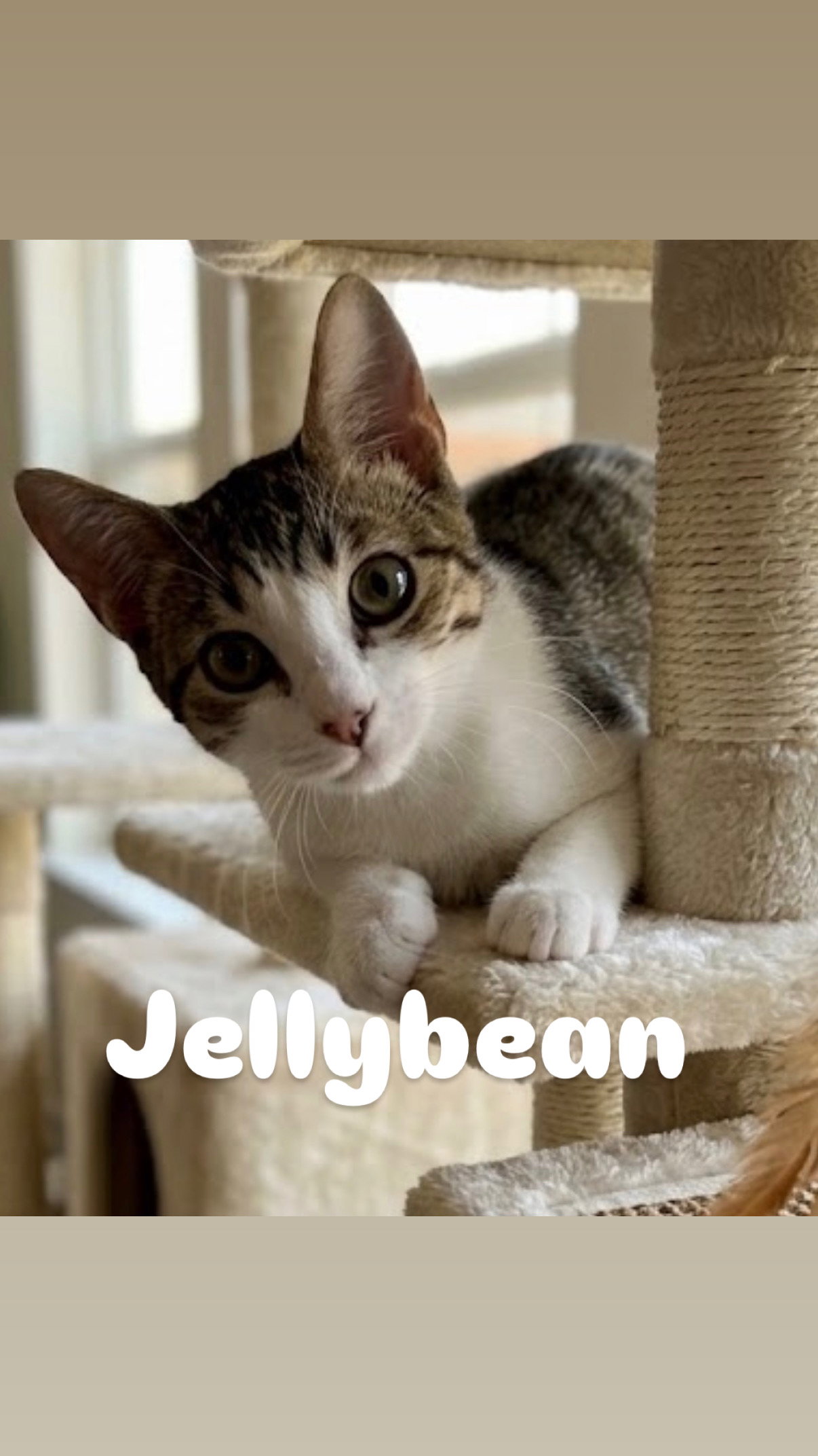 Jellybean