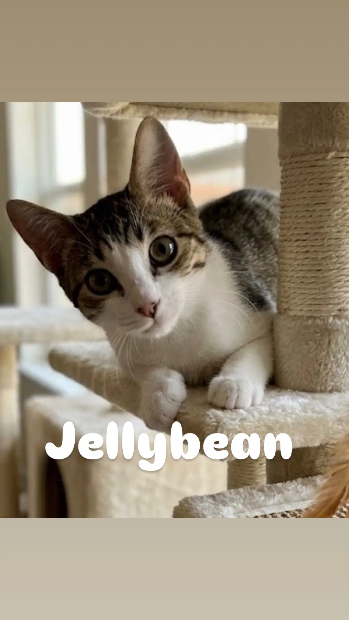 Jellybean - Domestic Short Hair