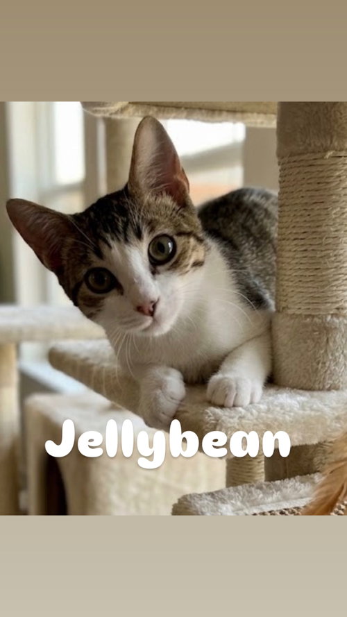 Jellybean, a cat for adoption from Rescuing Animals in Need