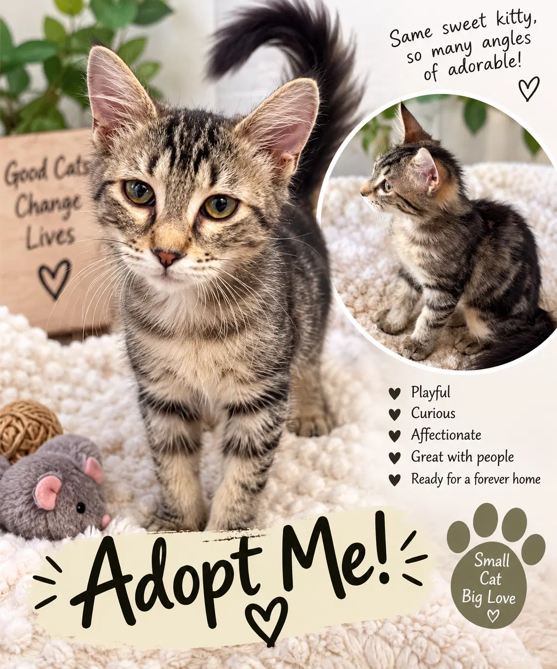 Persephone - Domestic Short Hair
